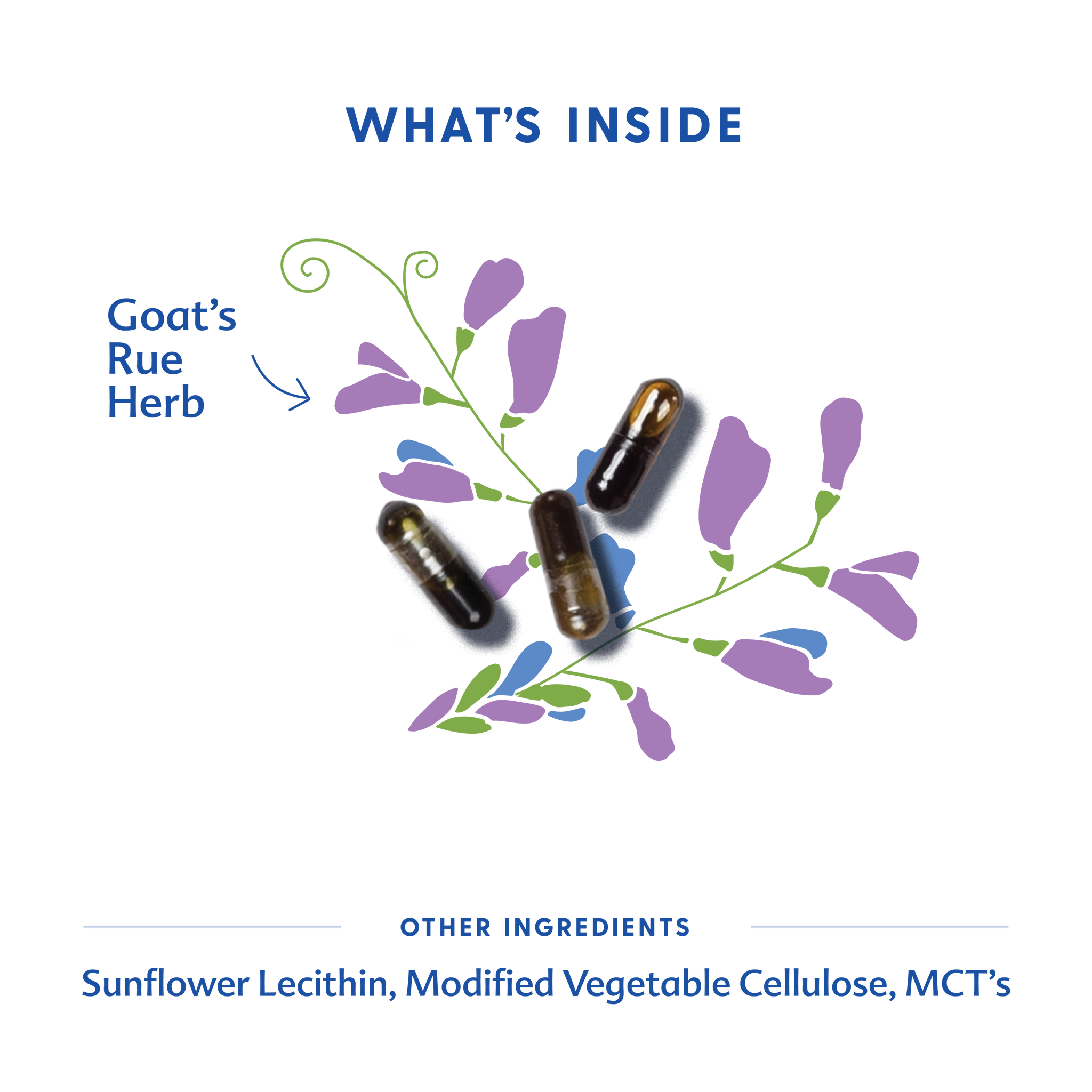 Goat's Rue - Liquid Capsules