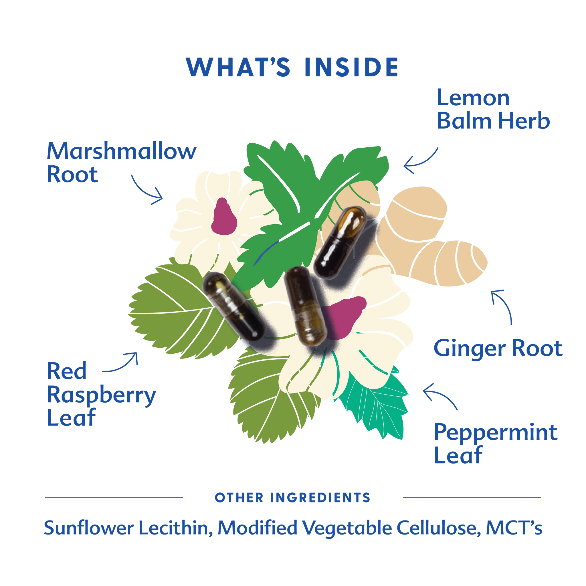 Morning Sickness Blend - Liquid Capsules