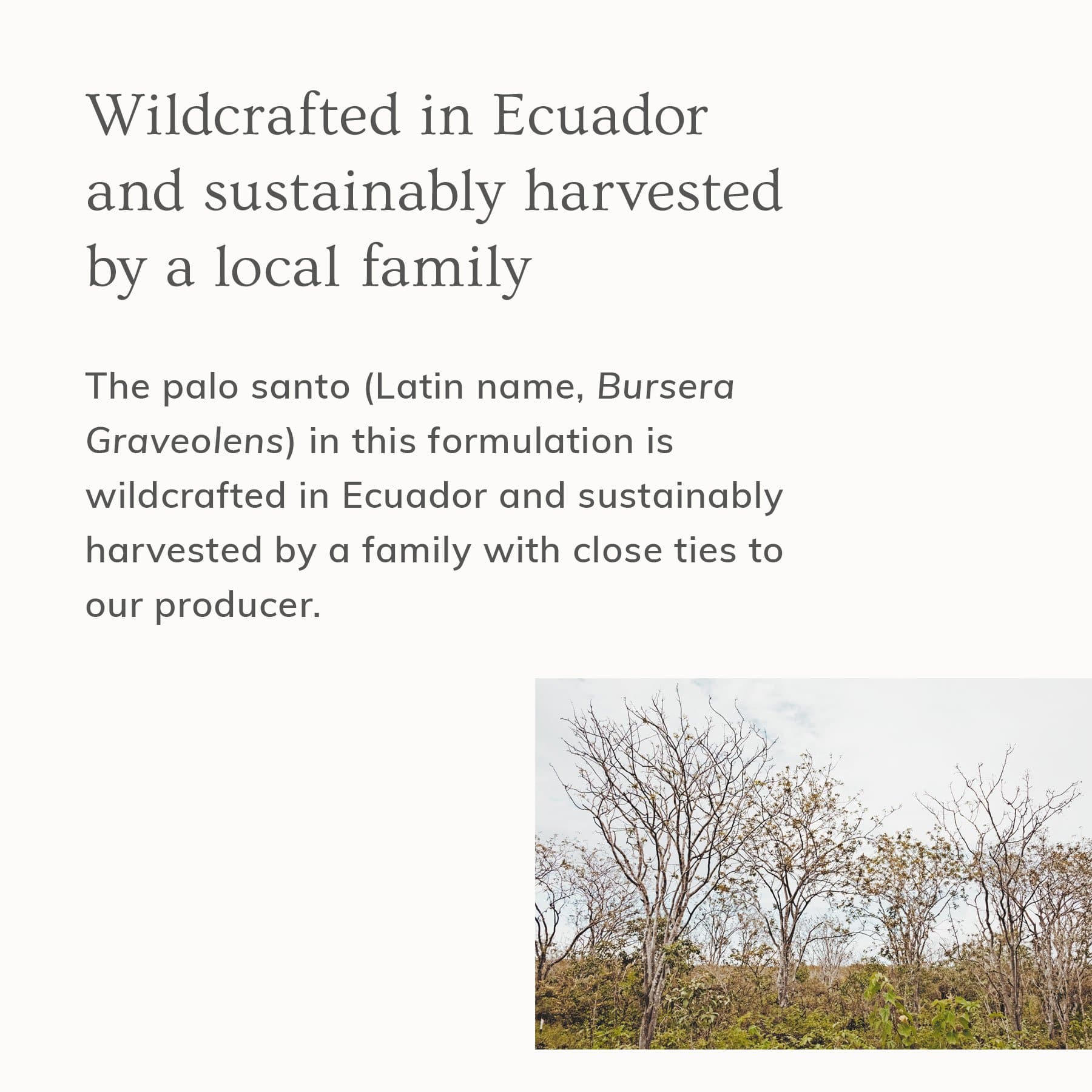 Palo Santo Hair & Body Mist