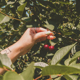 Vanilla Bean Granola with Sour Cherries