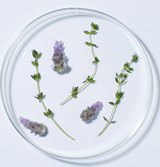 Lavender Thyme Refreshing Body Lotion