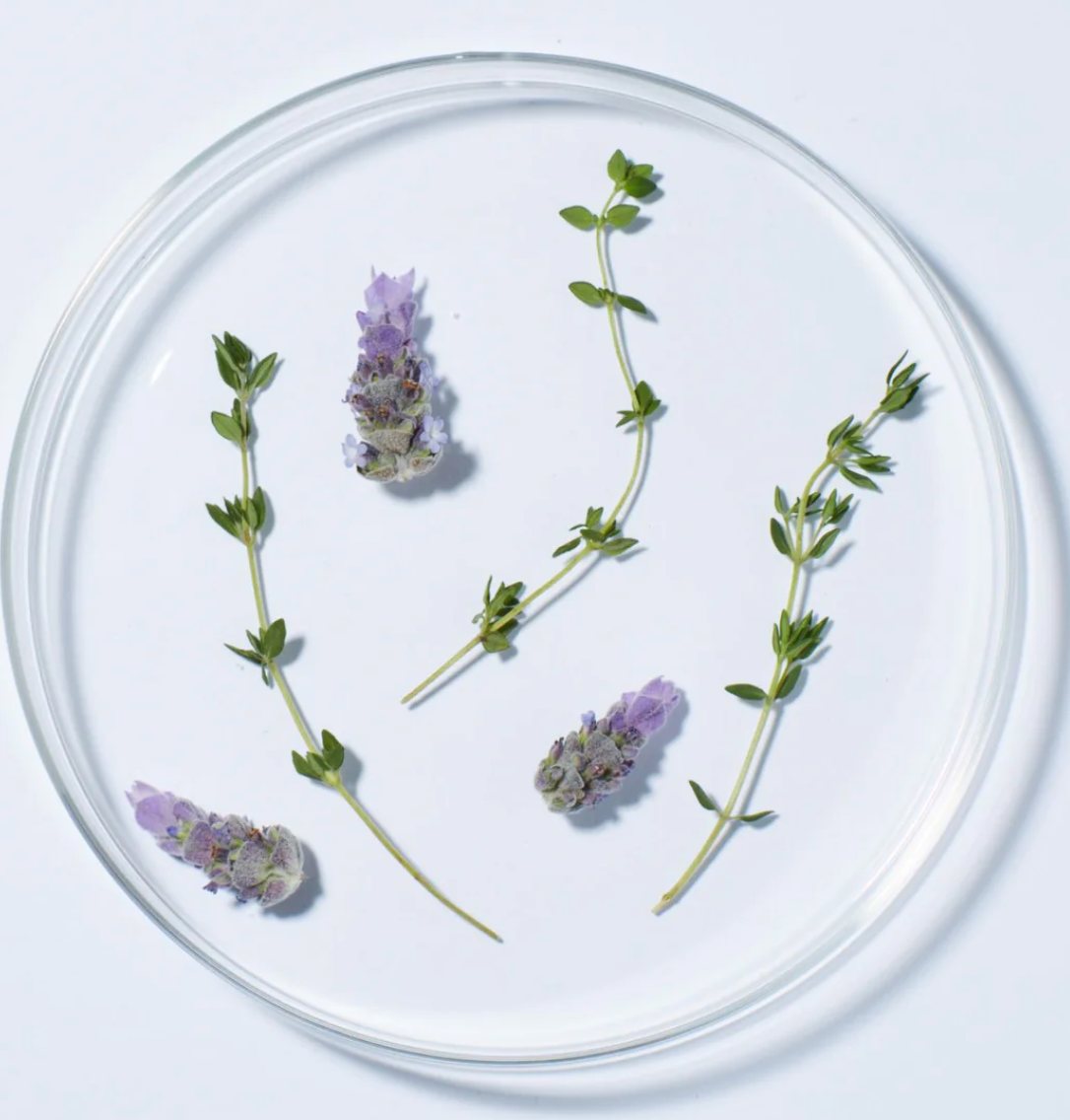 Lavender Thyme Refreshing Body Lotion