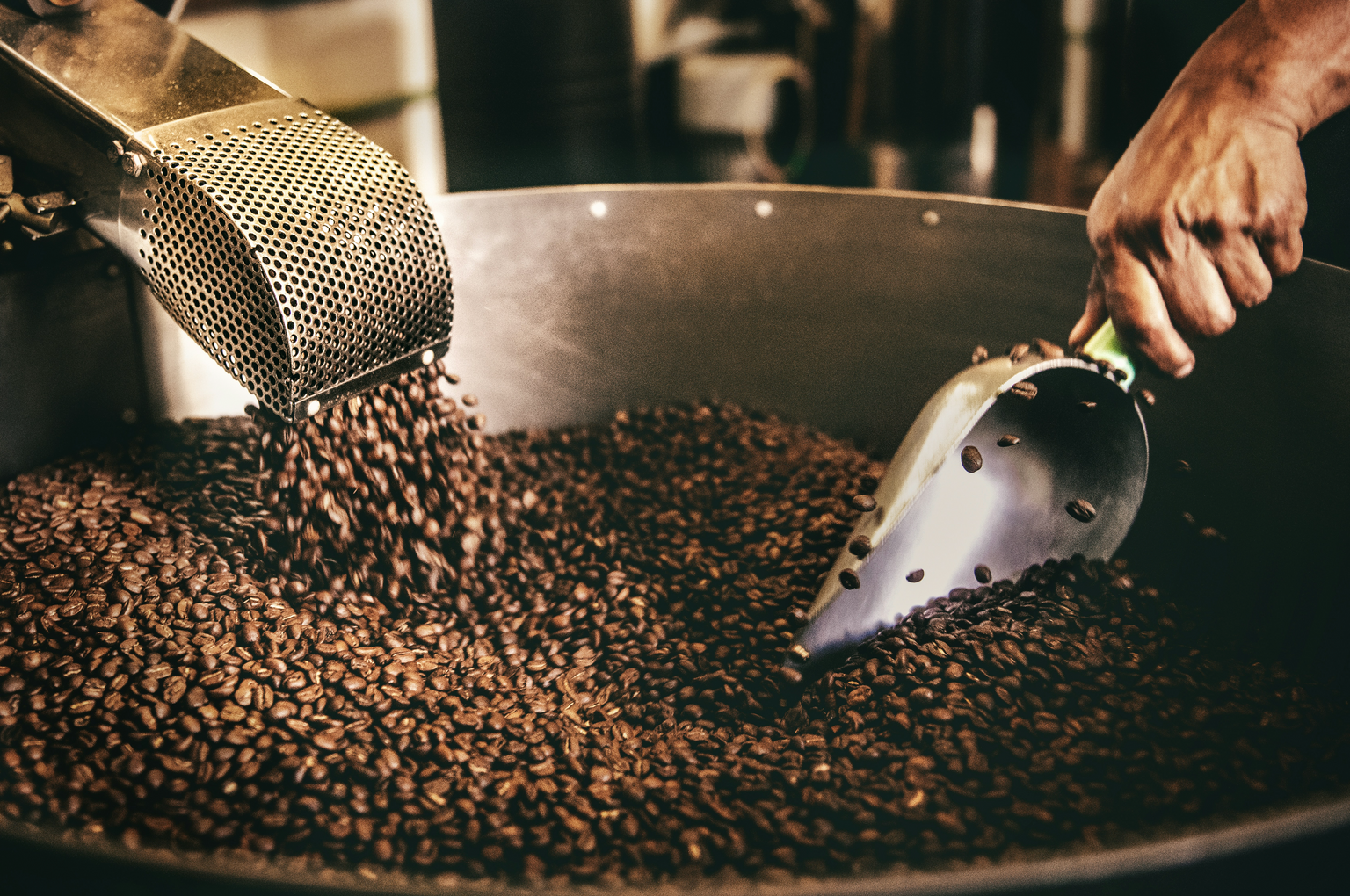 Person using a metal scoop to handle roasted coffee beans in a large container.