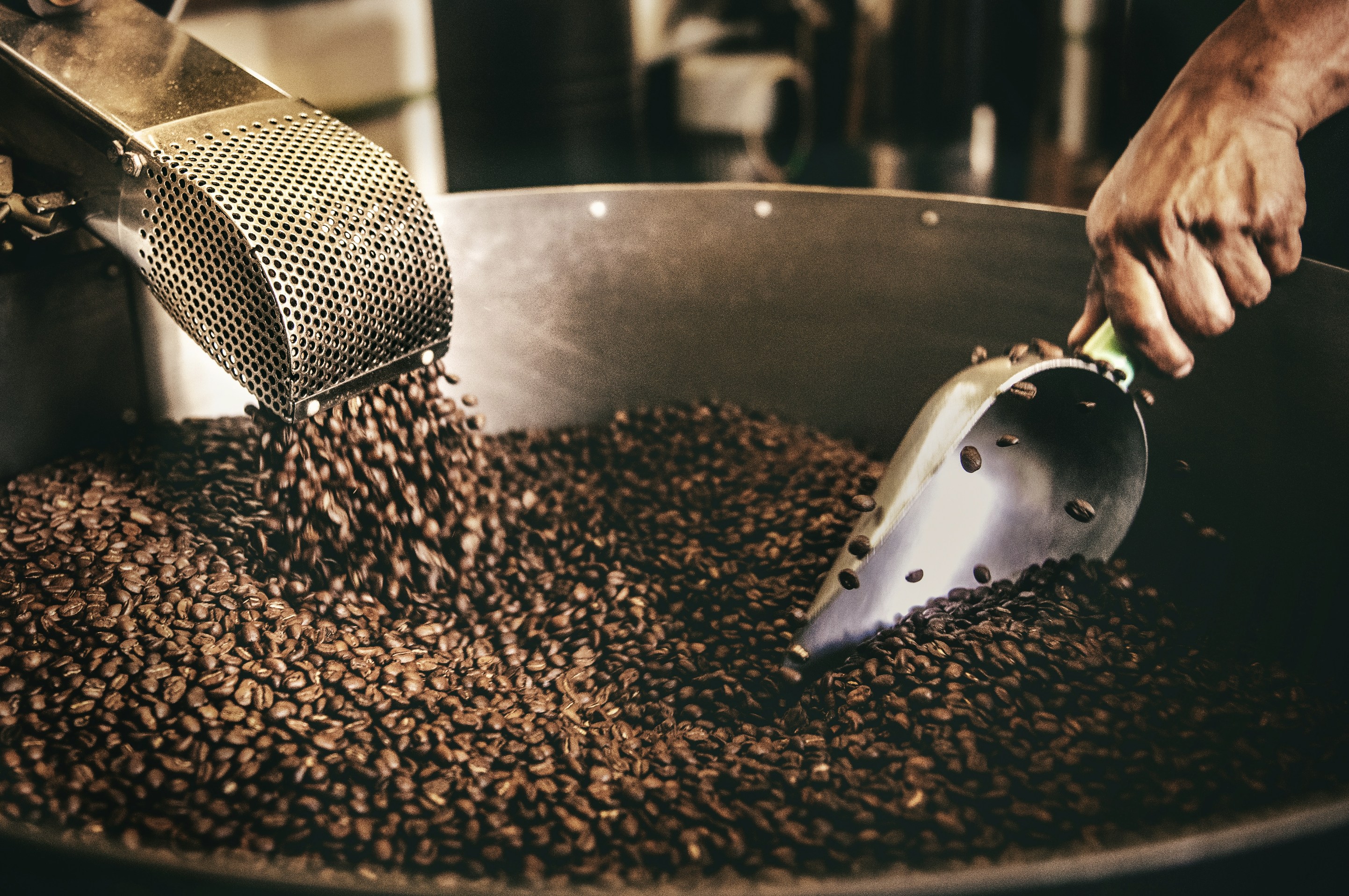 Person using a metal scoop to handle roasted coffee beans in a large container.