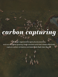 Jumbo Wool Dryer Balls - 3 Pack