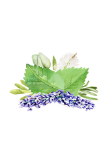 Watercolor herbs arrange themselves, showcasing lavender, mint, sage, and rosemary on a black background.
