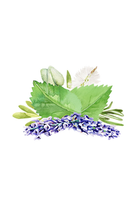 Watercolor herbs arrange themselves, showcasing lavender, mint, sage, and rosemary on a black background.
