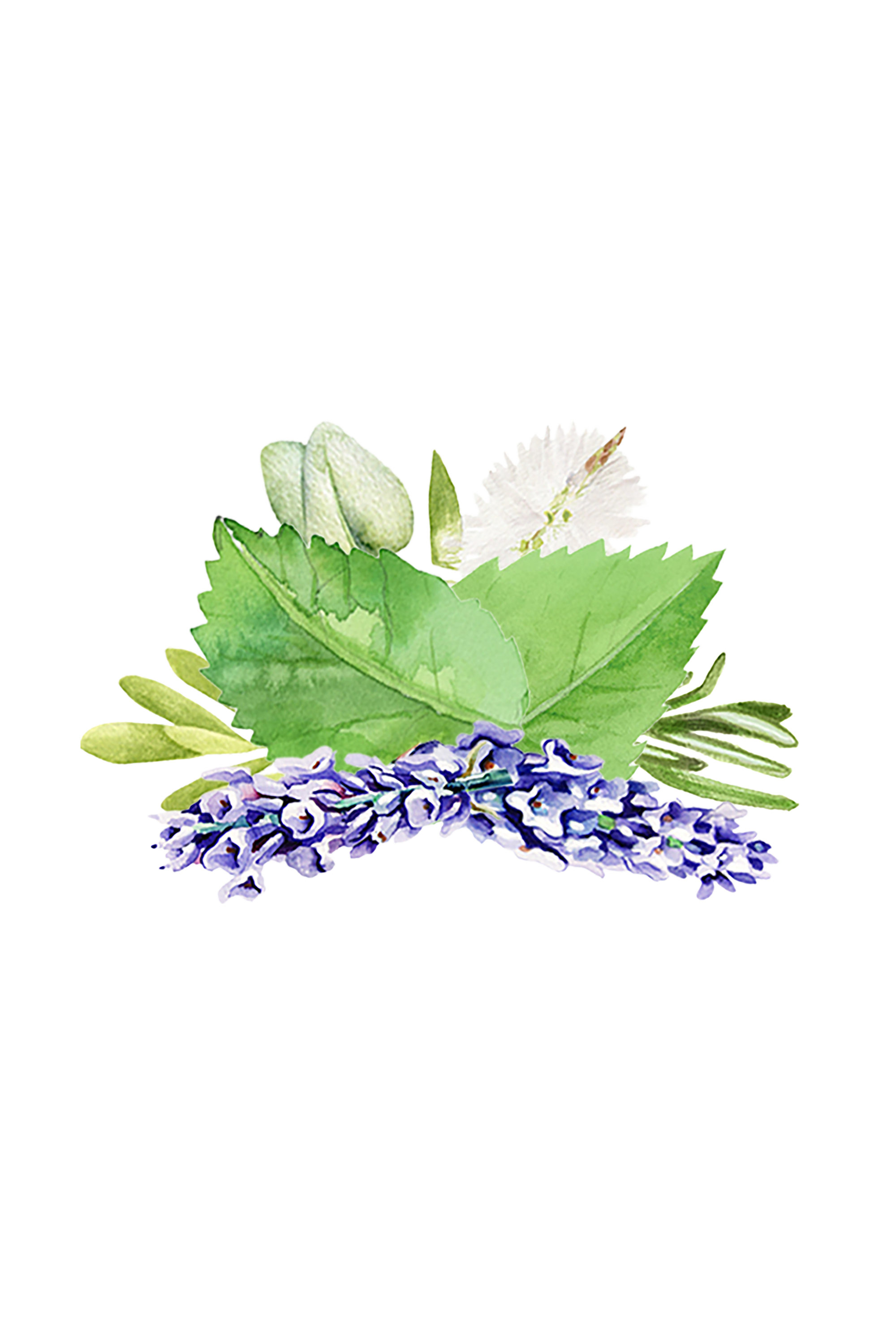 Watercolor herbs arrange themselves, showcasing lavender, mint, sage, and rosemary on a black background.
