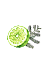 Floor Cleaner Concentrate | Bergamot & Cypress