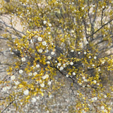 Desert broom blooms, showcasing its yellow leaves and fluffy white seed heads against a blurred desert background.
