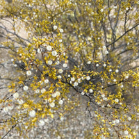Desert broom blooms, showcasing its yellow leaves and fluffy white seed heads against a blurred desert background.
