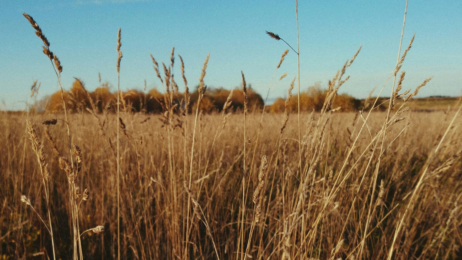 Field of tall brown grass with a clear blue sky
