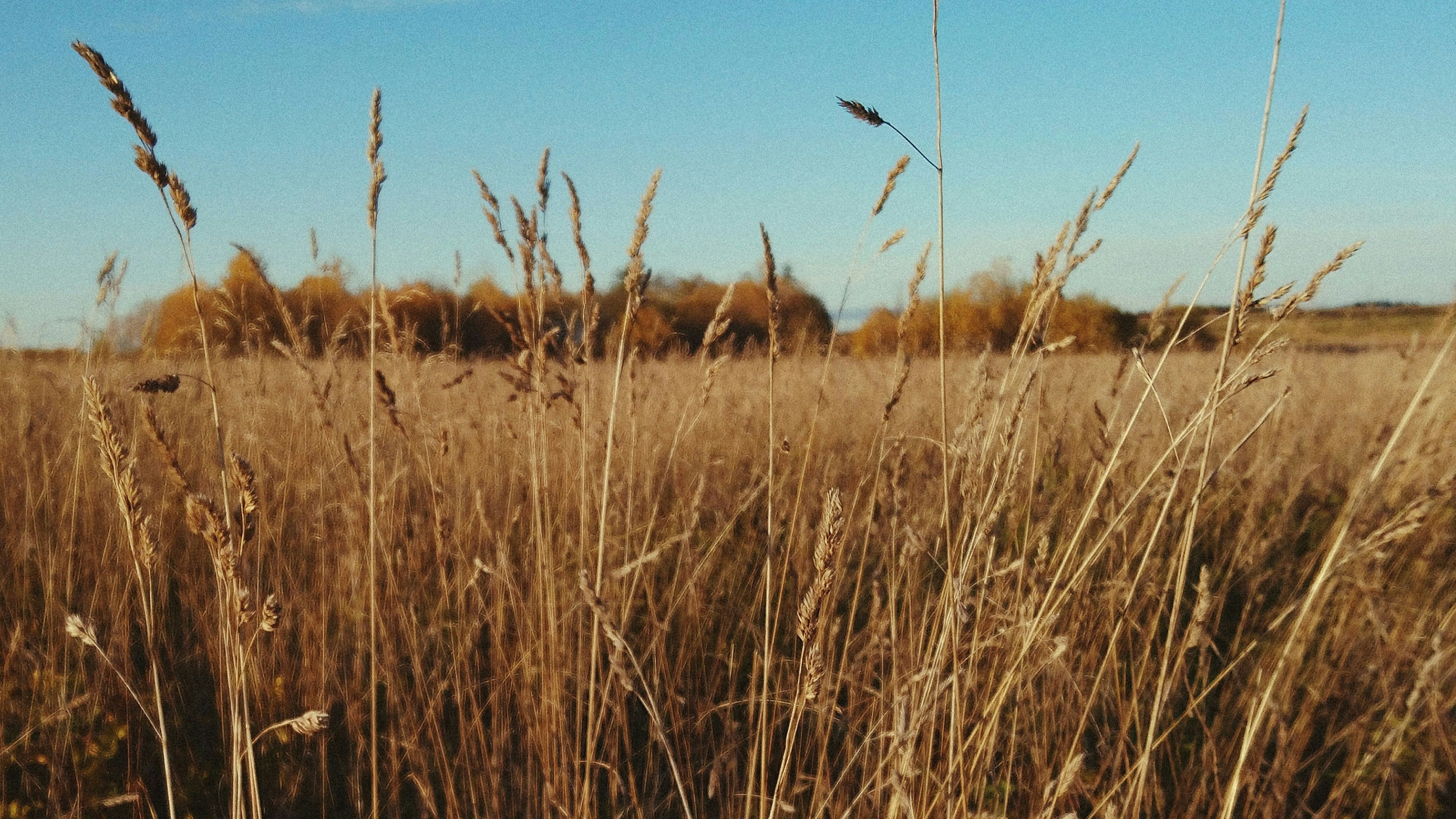 Field of tall brown grass with a clear blue sky