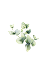 Watercolor eucalyptus leaves create a calming floral design against a black background.
