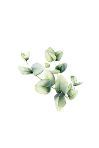 Watercolor eucalyptus leaves create a calming floral design against a black background.
