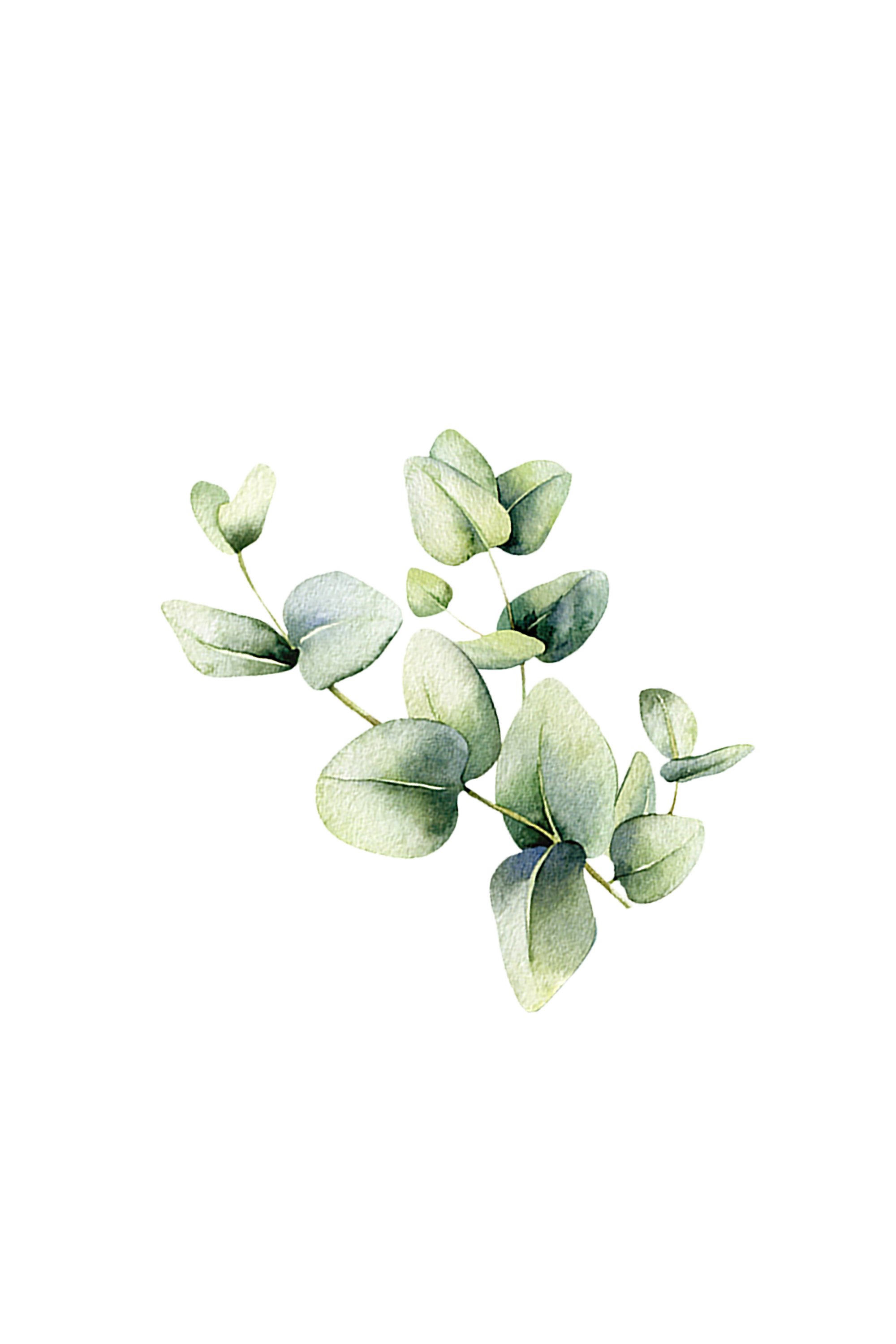 Watercolor eucalyptus leaves create a calming floral design against a black background.
