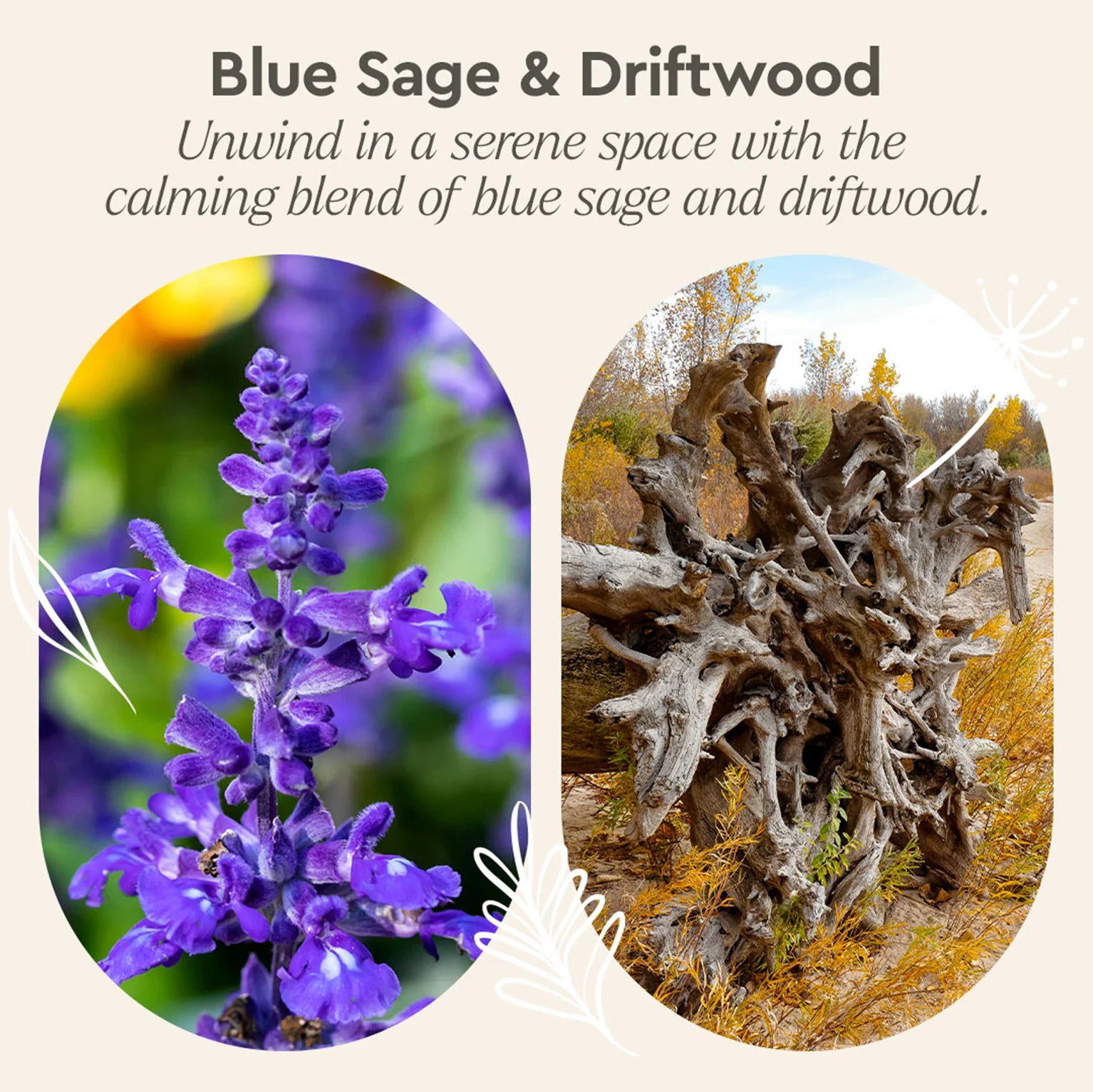 The image showcases the calming blend of blue sage and driftwood, featuring close-ups of vibrant purple sage flowers and weathered driftwood on a sandy bank.
