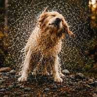 Pet Shampoo | Soothing & Deodorizing | Unscented