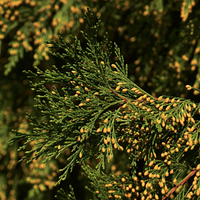 Incense Cedar Beard Oil