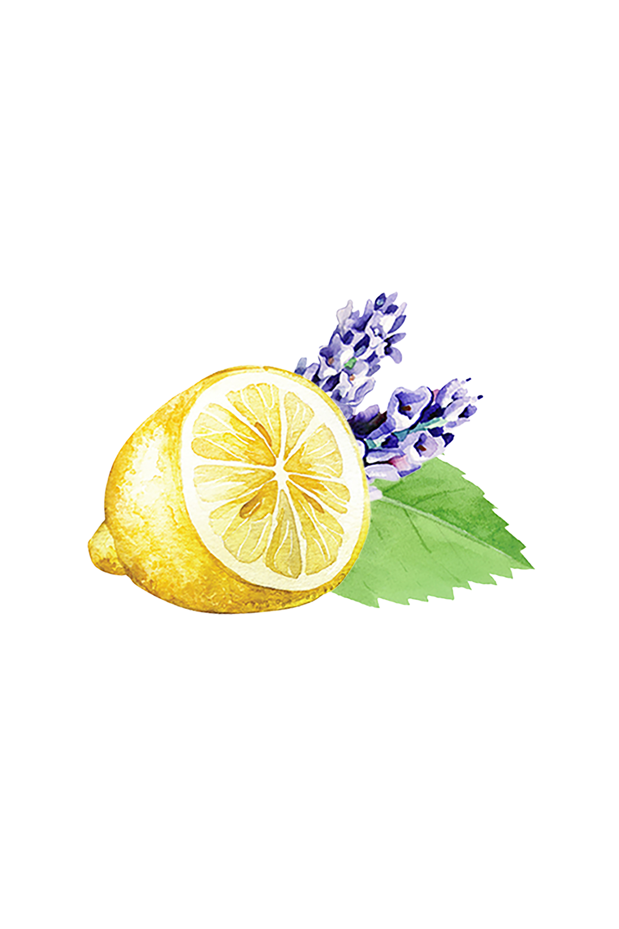 Floor Cleaner Concentrate | Lavender, Lemon & Mint