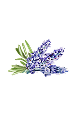 Hand Soap | Soothing Herbs