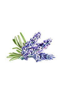 Hand Soap | Soothing Herbs