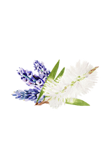 Coconut Conditioner | Lavender Tea Tree