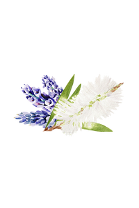 Moisturizing Body Wash | Lavender & Tea Tree