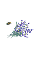 Laundry Detergent | Lavender