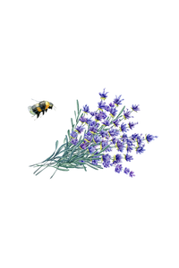 Laundry Detergent | Lavender