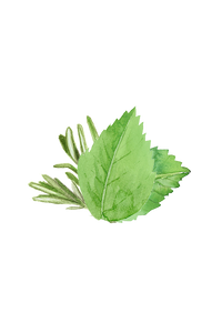 Soothing Shampoo | Rosemary & Mint