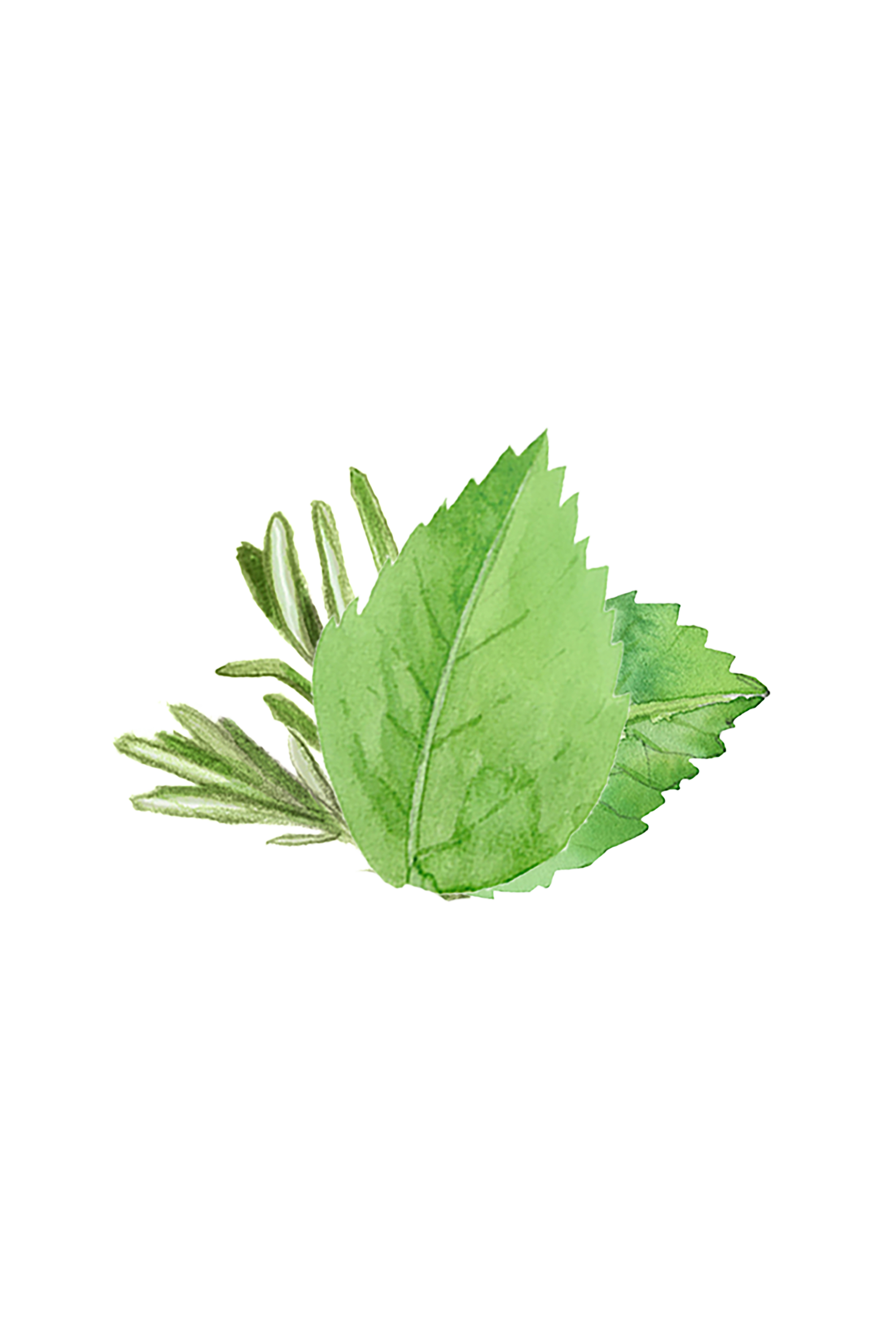 Soothing Shampoo | Rosemary & Mint