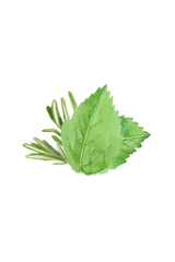 Coconut Conditioner | Rosemary & Mint