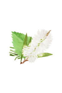 Floor Cleaner Concentrate | Rosemary, Mint & Tea Tree