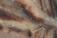 Wild-Harvested Spruce Bar Soap