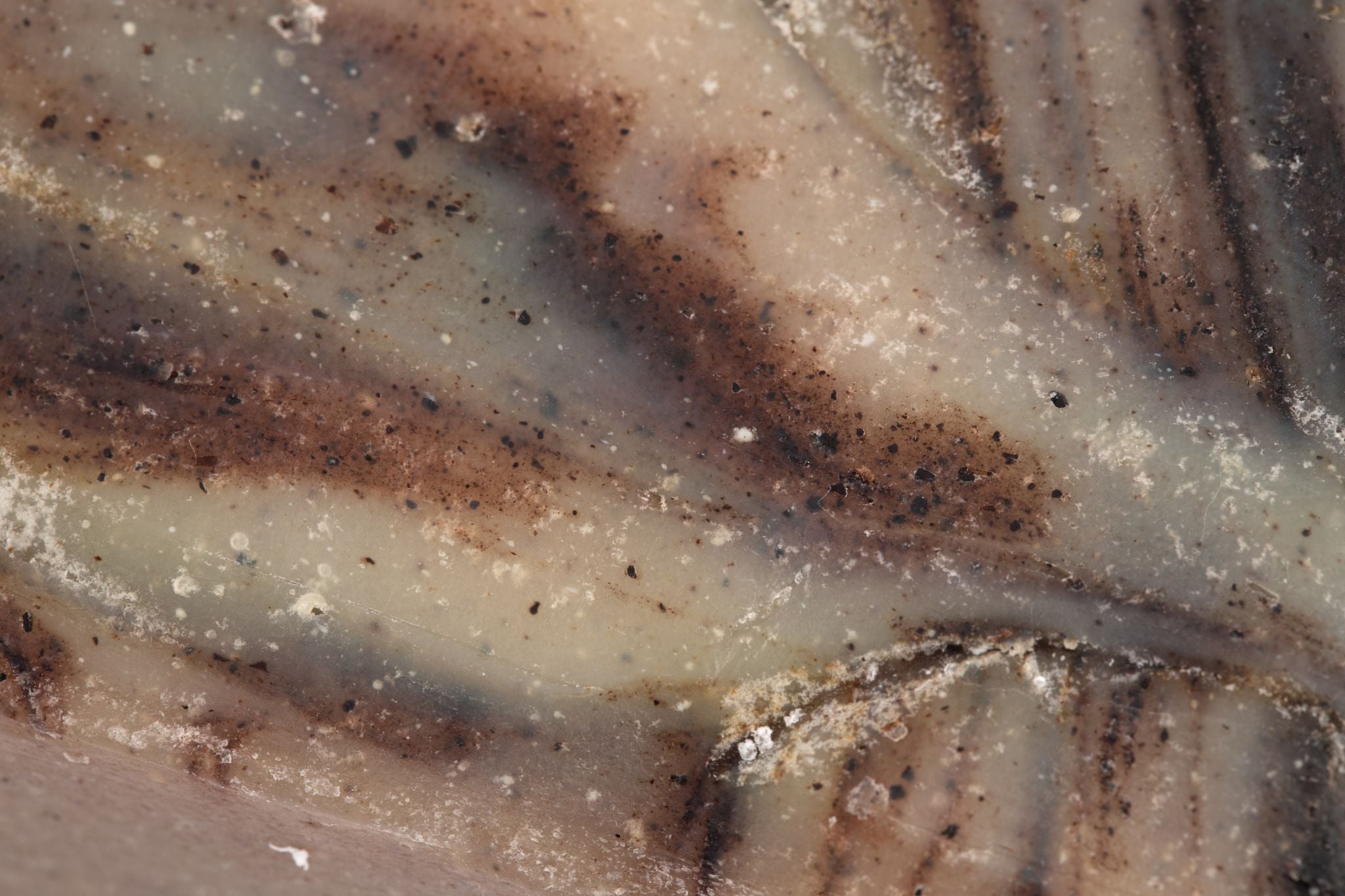 Wild-Harvested Spruce Bar Soap